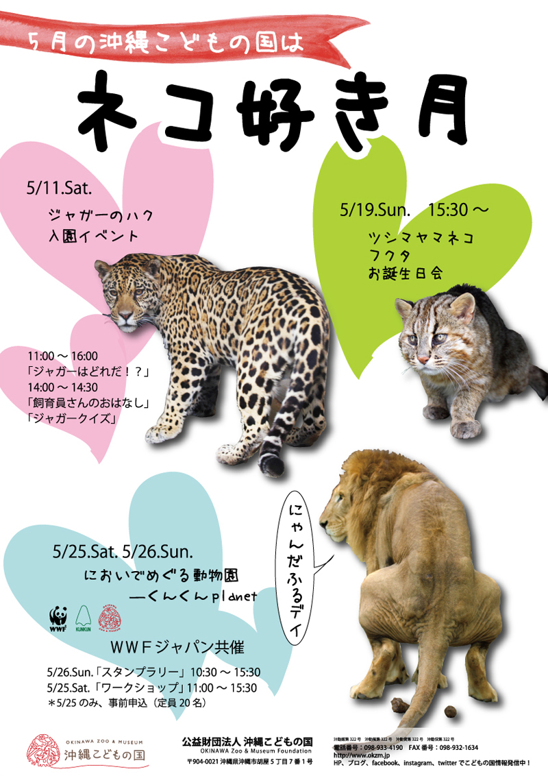 ジャガーのハク入園イベント 沖縄イベント情報 箆柄暦